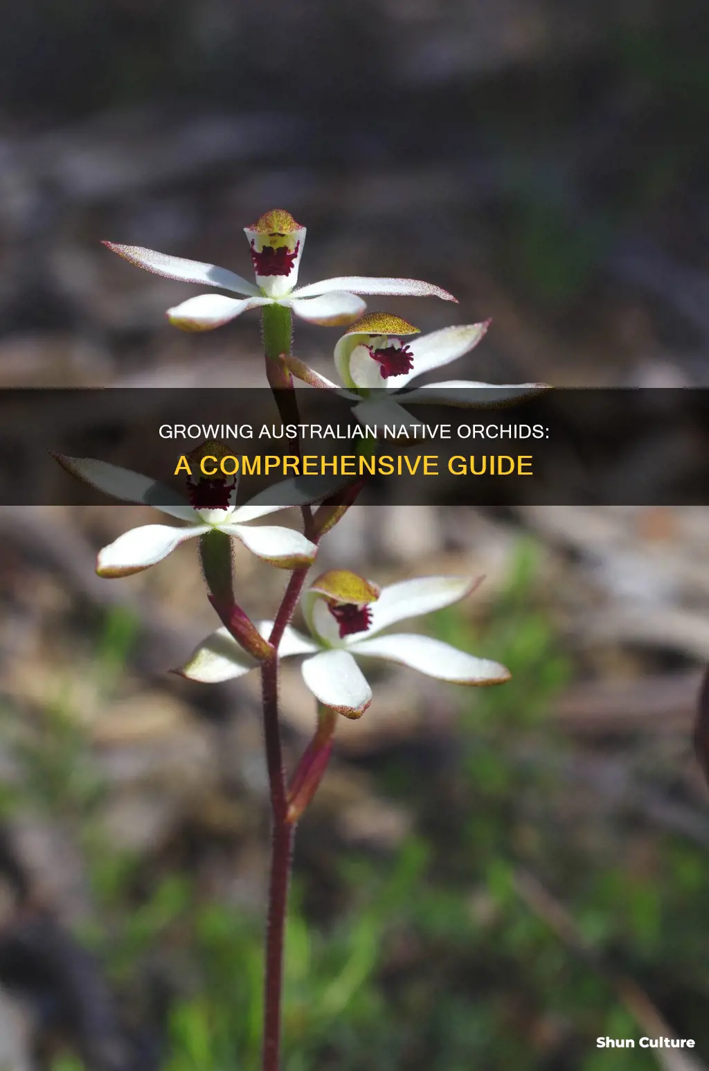 how to grow australian native orchids