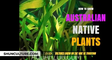 Australian Native Plants: Secrets to Success