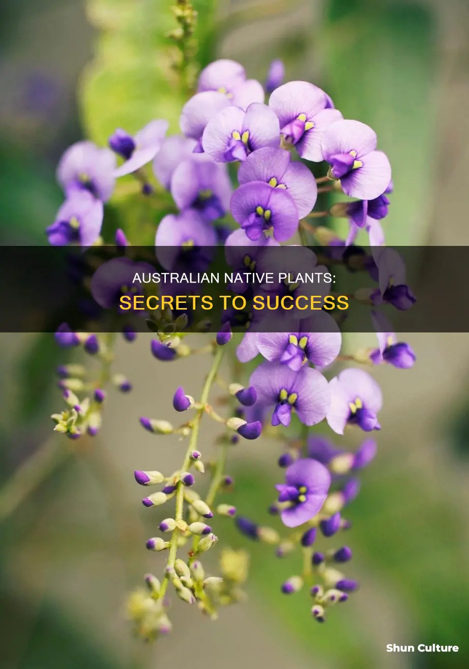 how to grow australian native plants
