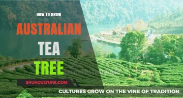 The Ultimate Guide to Growing Australian Tea Trees