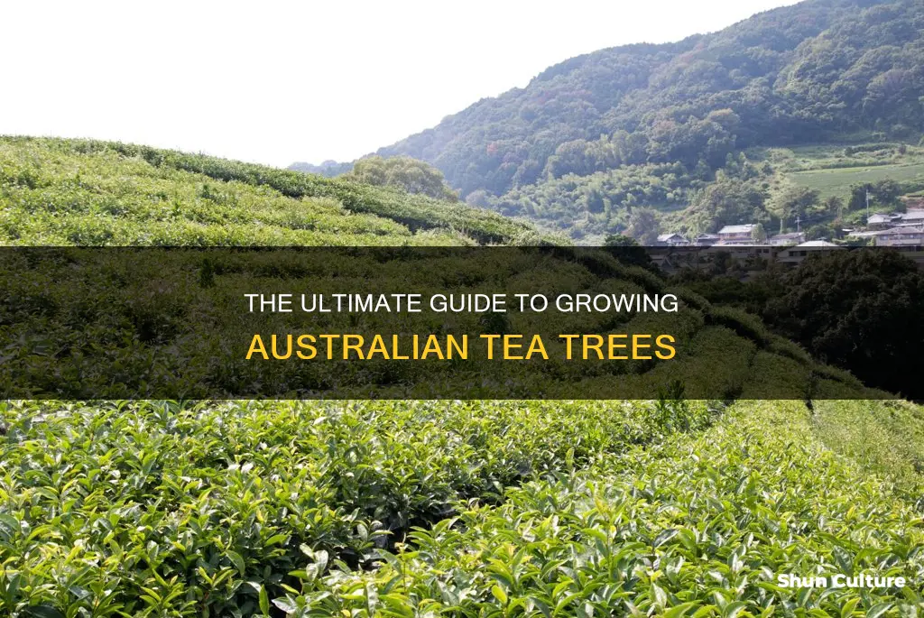 how to grow australian tea tree