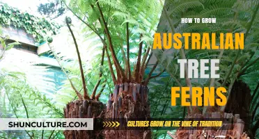 The Ultimate Guide: Growing Australian Tree Ferns