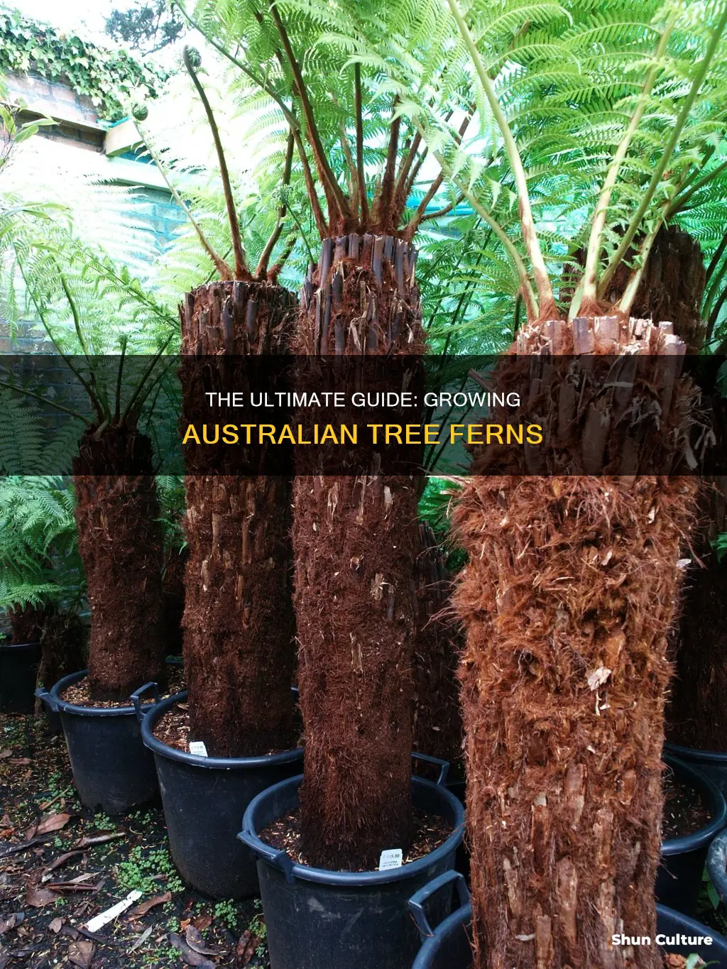 how to grow australian tree ferns