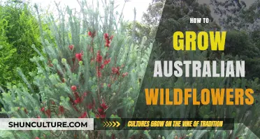 Growing Australian Wildflowers: A Comprehensive Guide