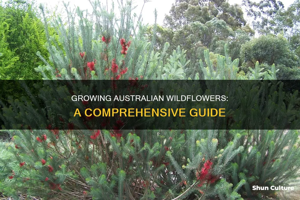 how to grow australian wildflowers