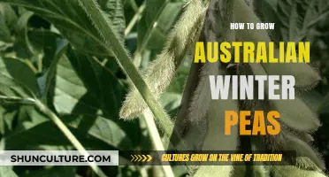 Winter Pea Gardening: Tips for Australians