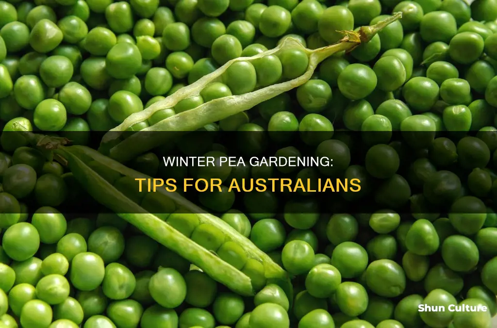how to grow australian winter peas