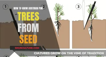 Nurture Austrian Pine Seeds: A Guide to Growing Majestic Trees