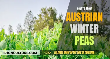 Unleash the Power of Austrian Winter Peas: A Guide to Success