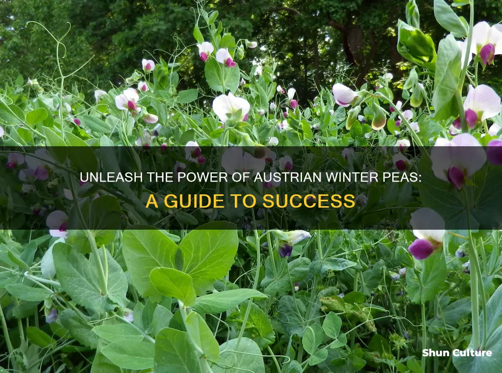 how to grow austrian winter peas