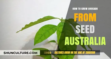 Avocado Seed-to-Tree: An Australian Guide