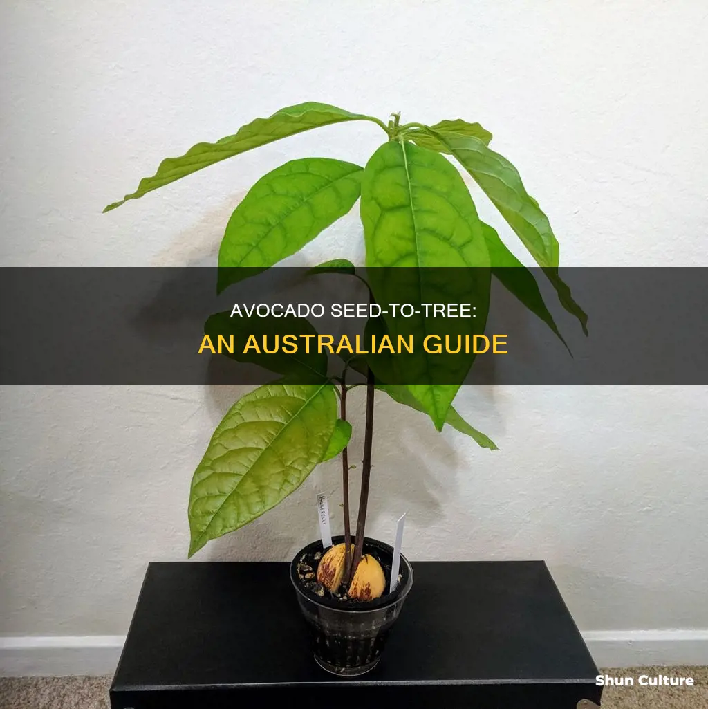 how to grow avocado from seed australia
