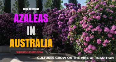 The Azalea's Australian Adventure: Tips for Blooming Success