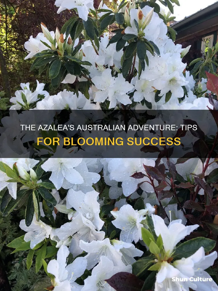 how to grow azaleas in australia