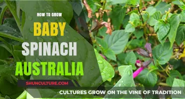 Growing Baby Spinach in Australia: A Step-by-Step Guide