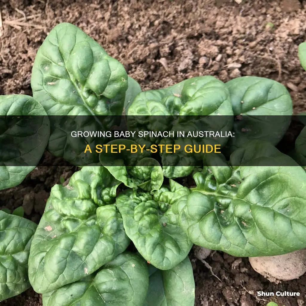 how to grow baby spinach australia