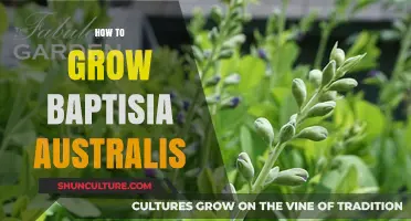 The Ultimate Guide: Growing and Caring for Baptisia Australis
