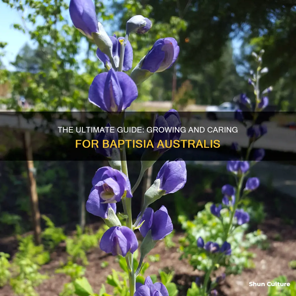 how to grow baptisia australis