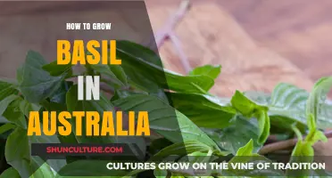 Growing Basil in Australia: A Comprehensive Guide