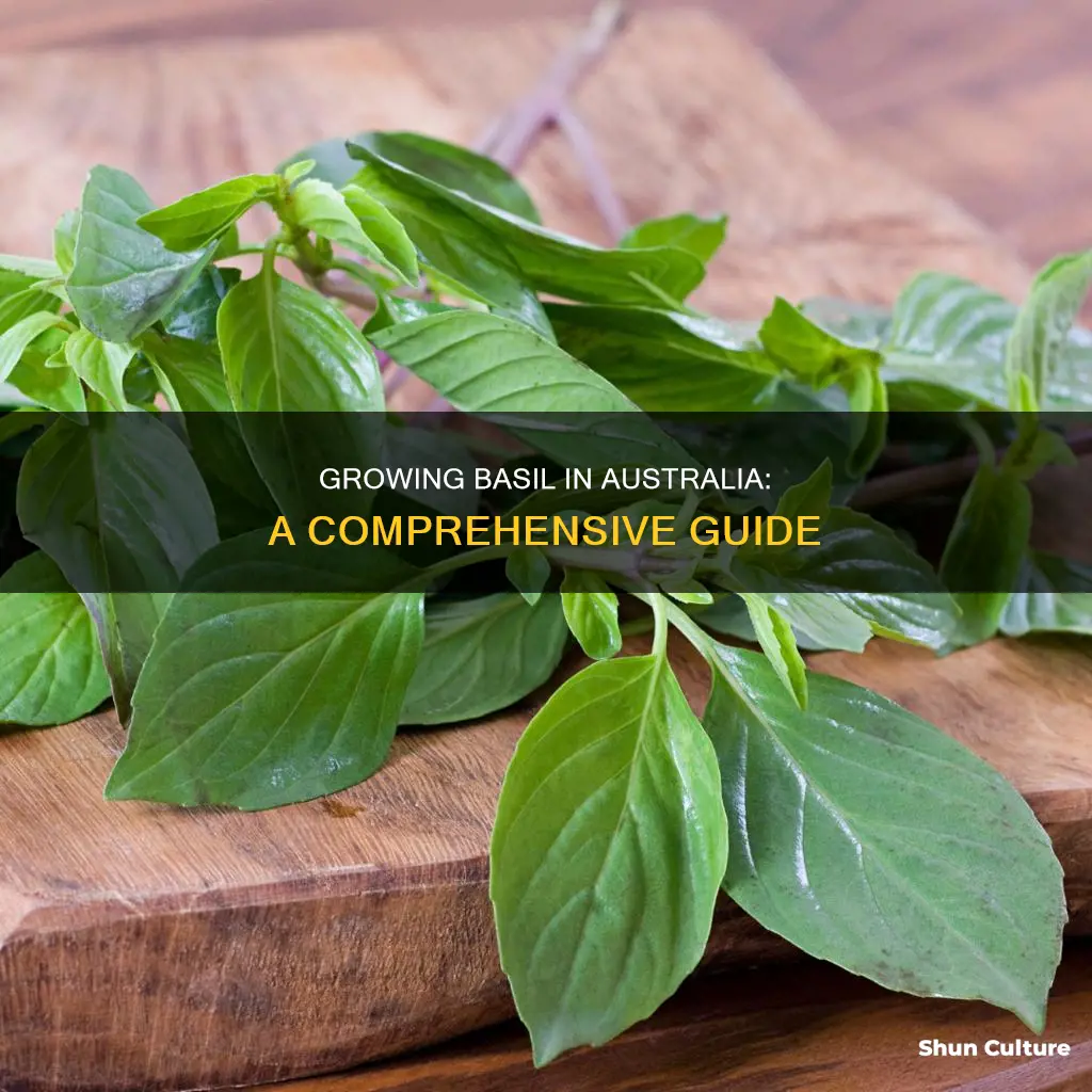how to grow basil in australia