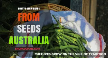 Growing Beans from Seeds: A Guide for Australians