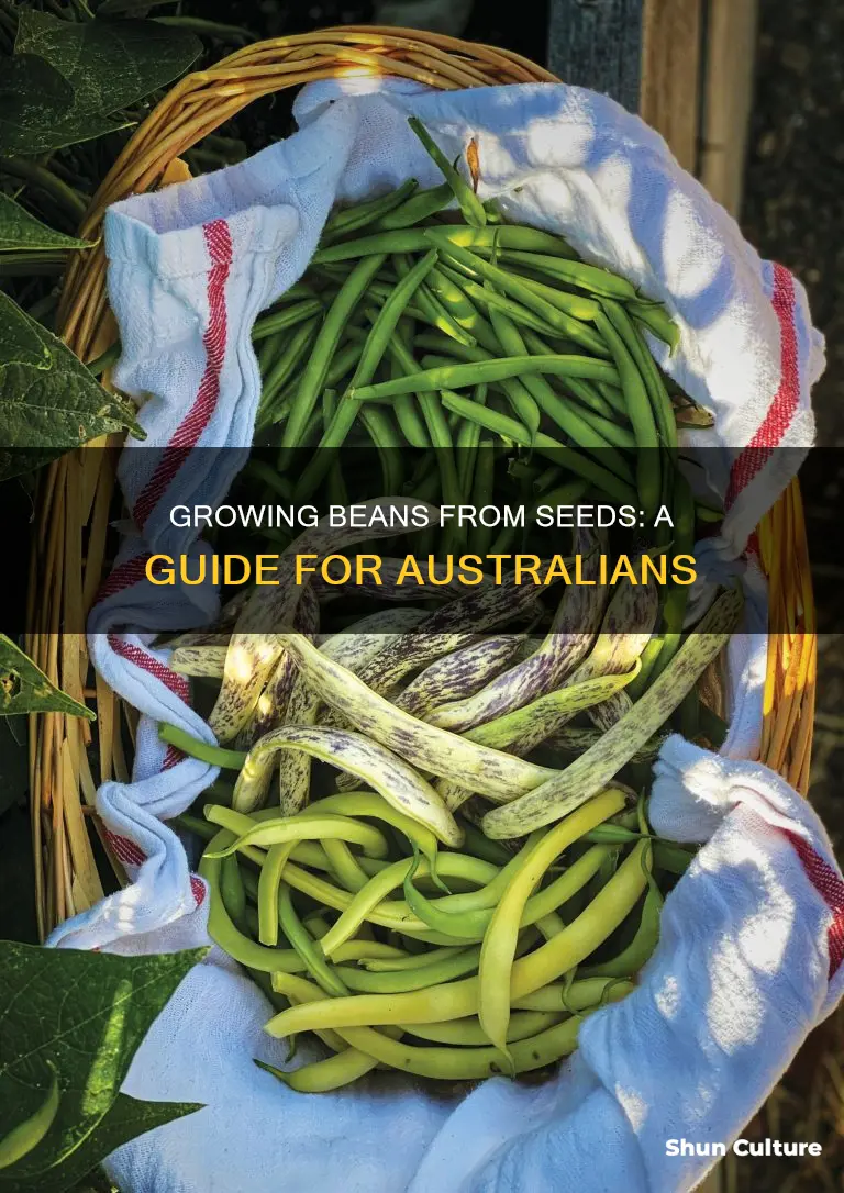 how to grow beans from seeds australia