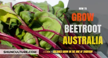 Grow Beetroot in Australia: A Step-by-Step Guide