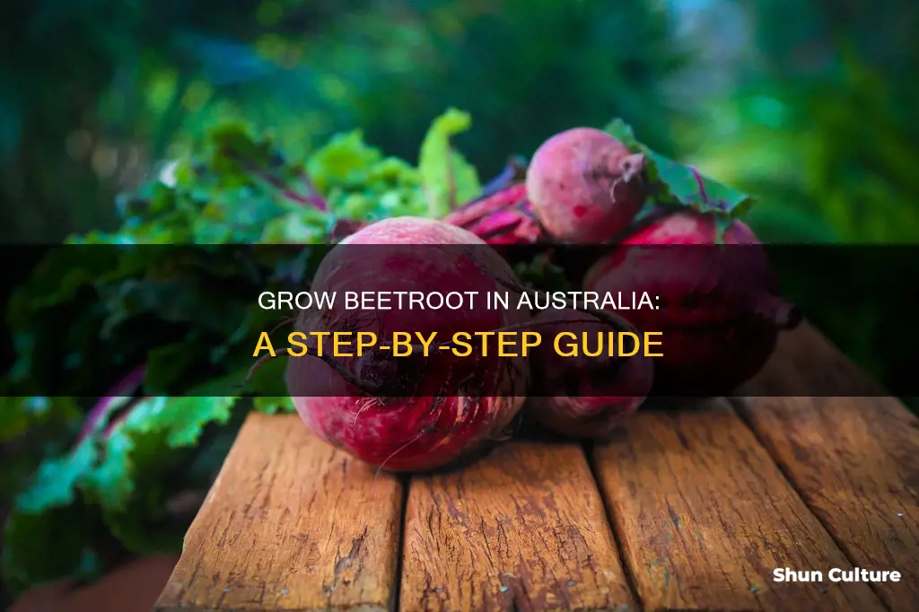 how to grow beetroot australia