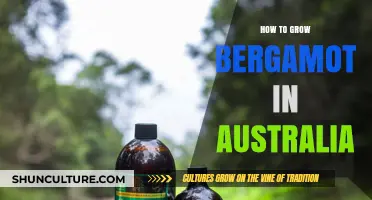 Growing Bergamot in Australia: A Step-by-Step Guide