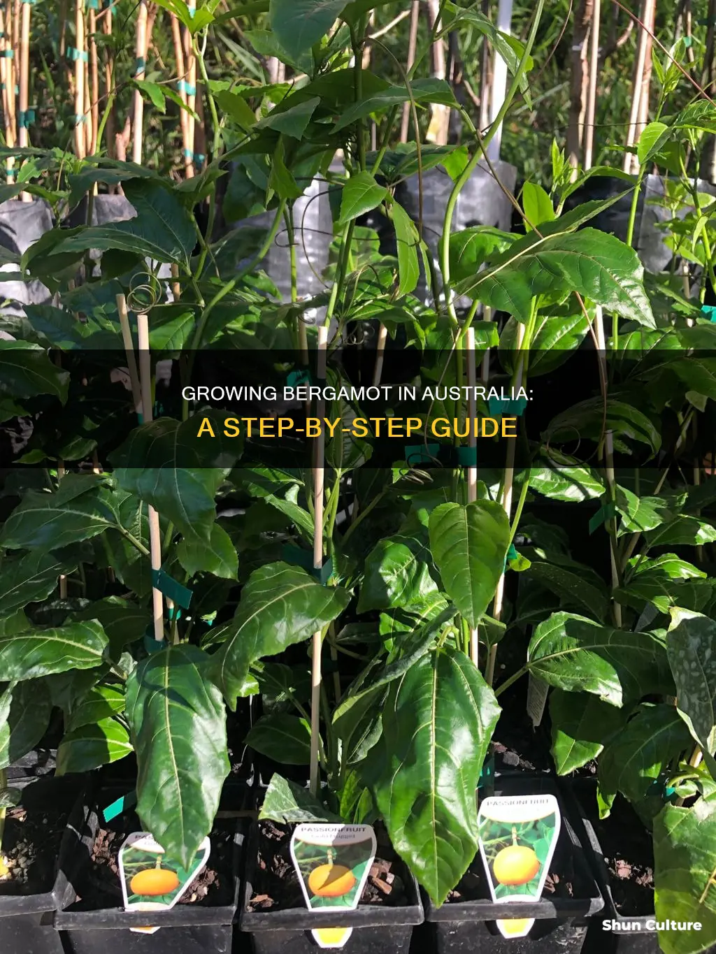 how to grow bergamot in australia