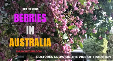 Growing Berries in Australia: A Comprehensive Guide
