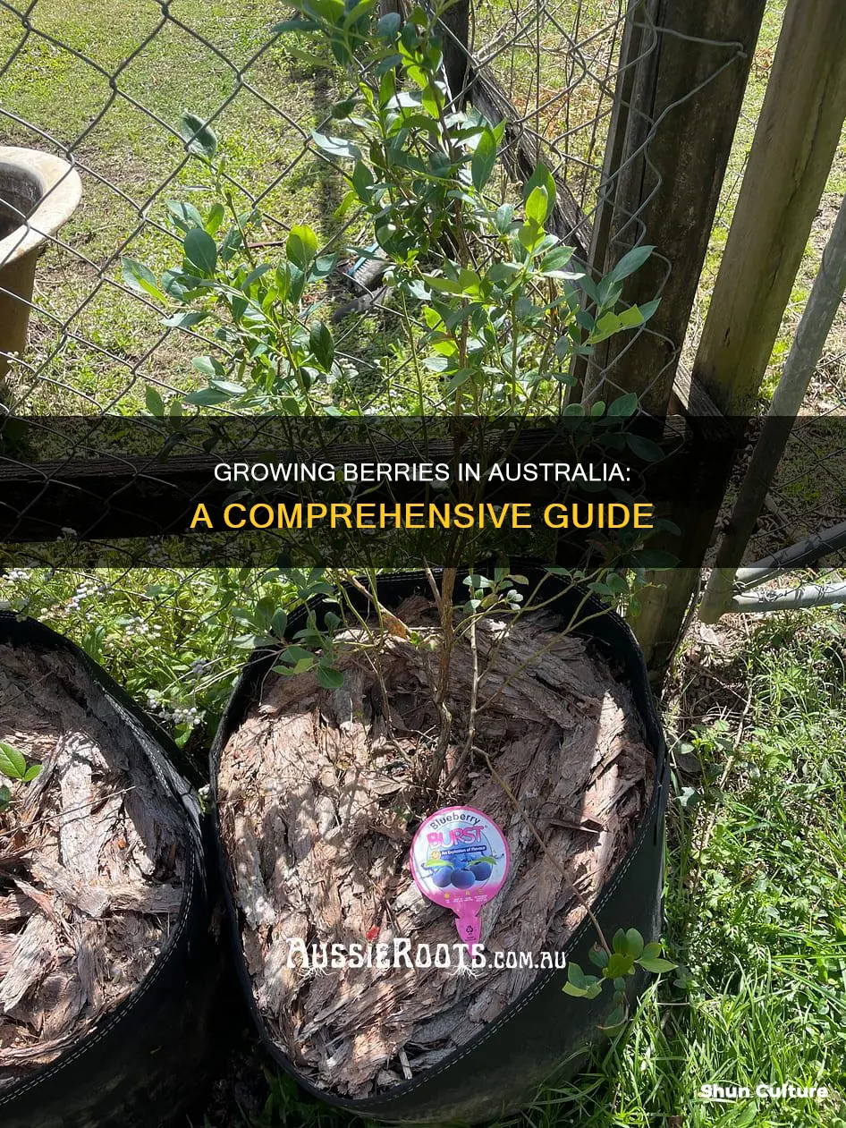 how to grow berries in australia