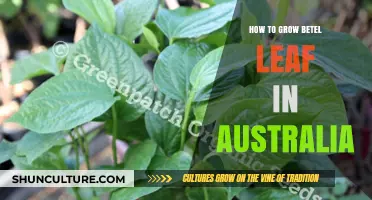Grow Betel Leaf in Australia: A Comprehensive Guide