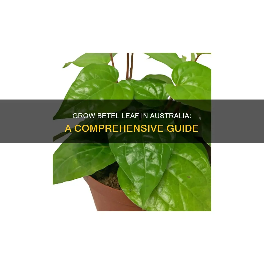 how to grow betel leaf in australia