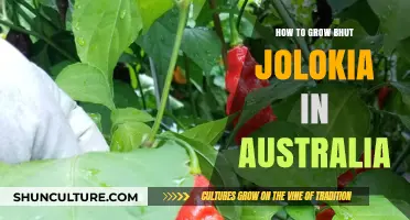 Growing Bhut Jolokia in Australia: A Step-by-Step Guide