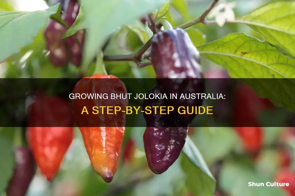how to grow bhut jolokia in australia