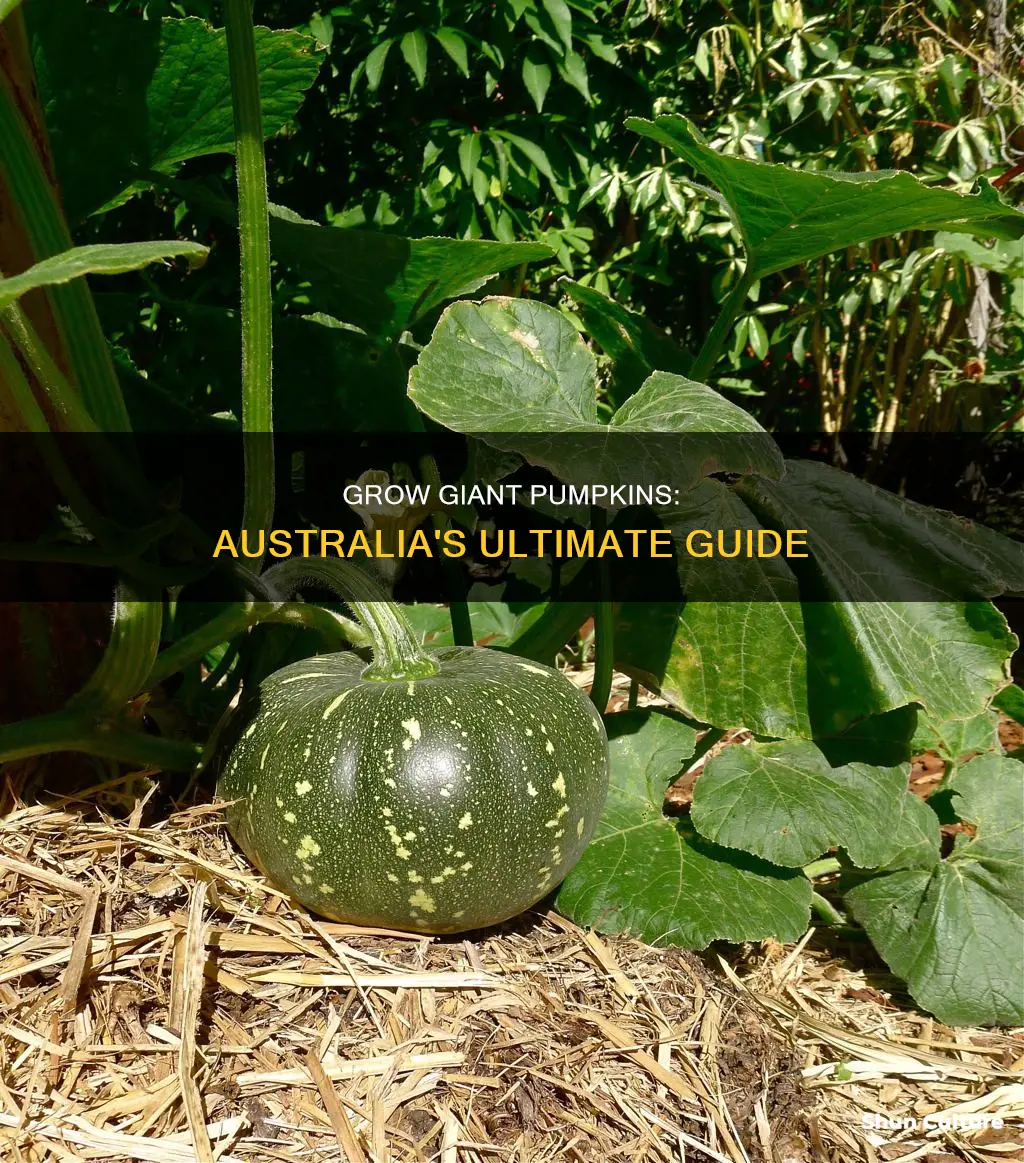 how to grow big pumpkins in australia