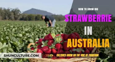 Grow Big Strawberries: Australia's Ultimate Guide