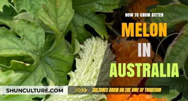 Growing Bitter Melon in Australia: A Step-by-Step Guide