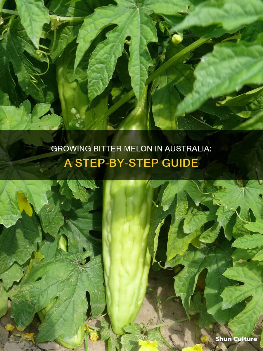 how to grow bitter melon in australia