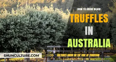 Growing Black Truffles: An Australian Guide
