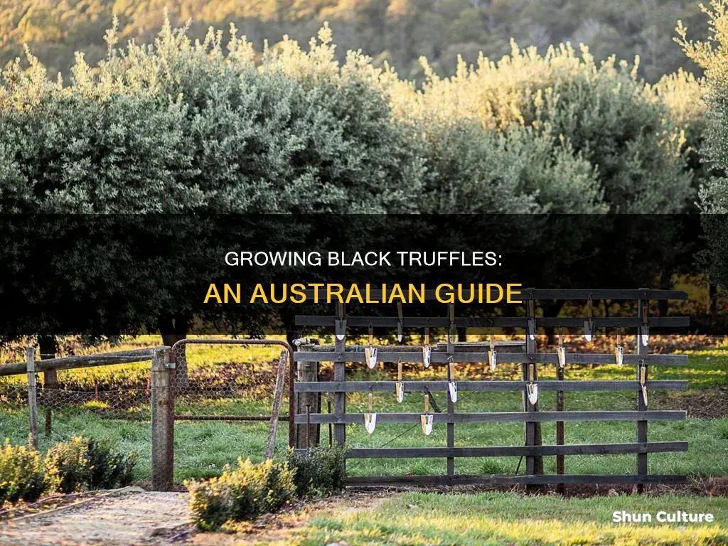 how to grow black truffles in australia
