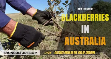 Growing Blackberries in Australia: A Comprehensive Guide