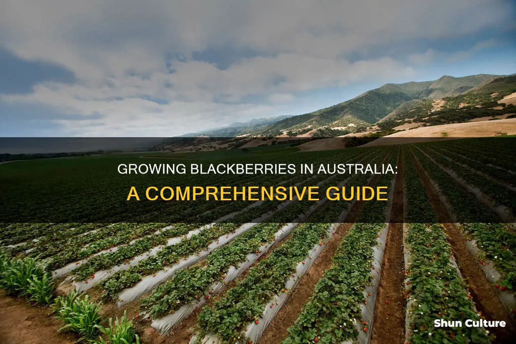 how to grow blackberries in australia