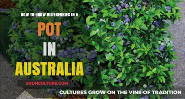 Grow Blueberries in Pots: A Guide for Australians