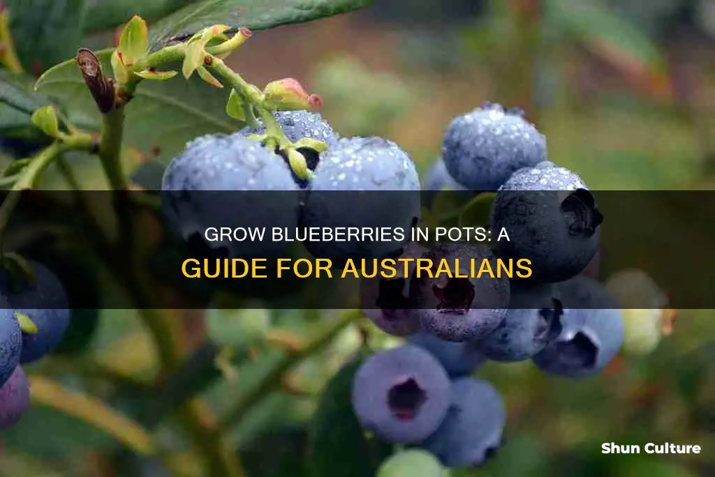 how to grow blueberries in a pot in australia