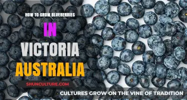 Grow Blueberries in Victoria: A Step-by-Step Guide