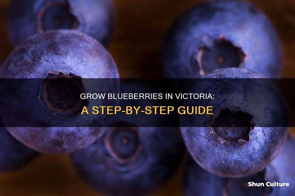 how to grow blueberries in victoria australia