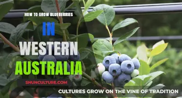 Growing Blueberries in Western Australia: A Guide