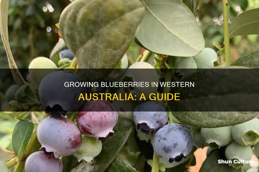how to grow blueberries in western australia